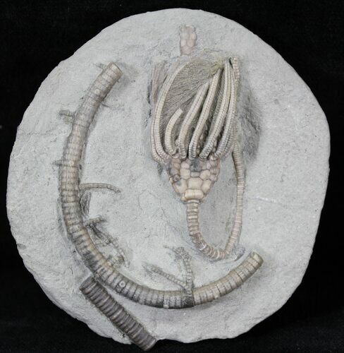 Very Aesthetic Crinoid Fossil Plate - Indiana #29389